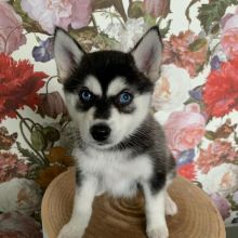 Pomsky Puppies Looking For Their Forever Home