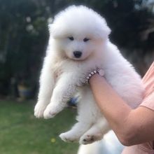 Samoyed Puppies Already Good To Go To Their New Home