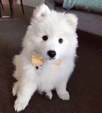 Samoyed Puppies Already Good To Go To Their New Home