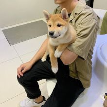SHIBA INU PUPPIES AVAILABLE FOR FREE ADOPTION