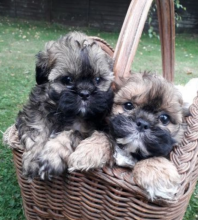 Shih tzu puppies available