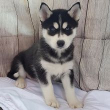 SIBERIAN HUSKY PUPPIES AVAILABLE FOR FREE ADOPTION