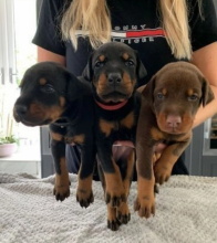 Top Quality Doberman Puppies!