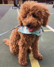 TOY POODLE PUPPIES READY TO GO TO THEIR NEW HOME