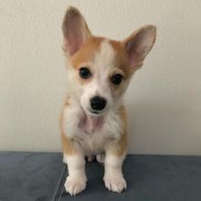 WELSH CORGI PUPPIES READY FOR ADOPTION