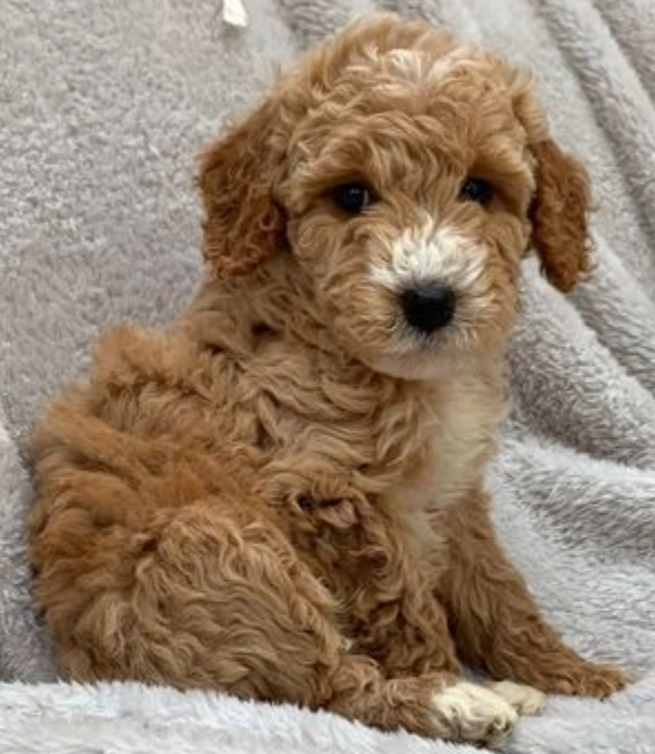 C0ckapoo pups for sale Image eClassifieds4u
