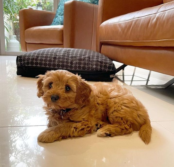 Purebred Cavapoo puppies ready for adoption Image eClassifieds4u