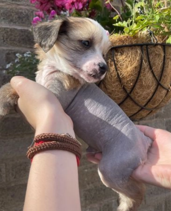 Chinese crested pups for sale Image eClassifieds4u