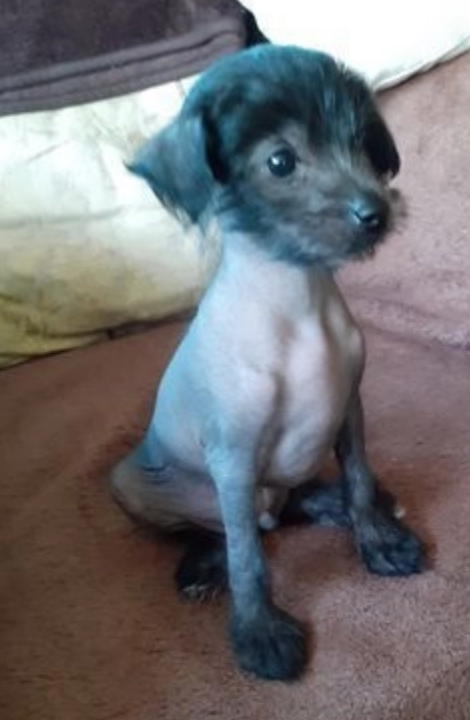 Chinese crested pups for sale Image eClassifieds4u
