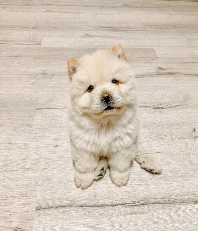CHOW CHOW PUPPIES FOR FREE ADOPTION Image eClassifieds4u