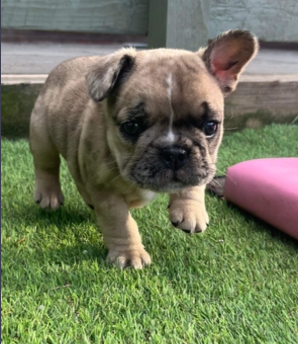 French Bulldog pups for sale Image eClassifieds4u