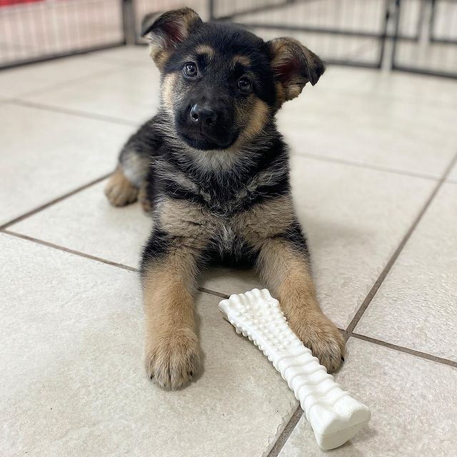 GERMAN SHEPHERD PUPPIES FOR FREE ADOPTION Image eClassifieds4u