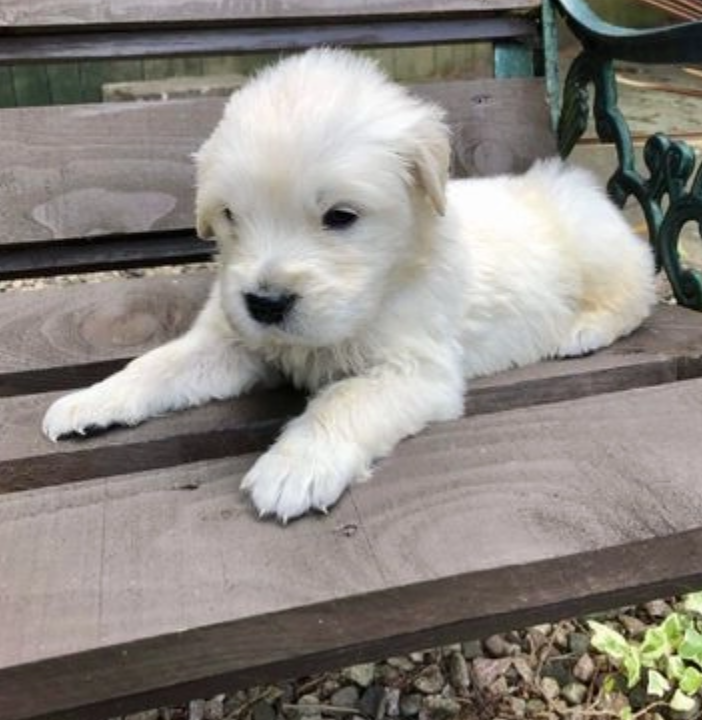 Golden Retriever pups for sale Image eClassifieds4u