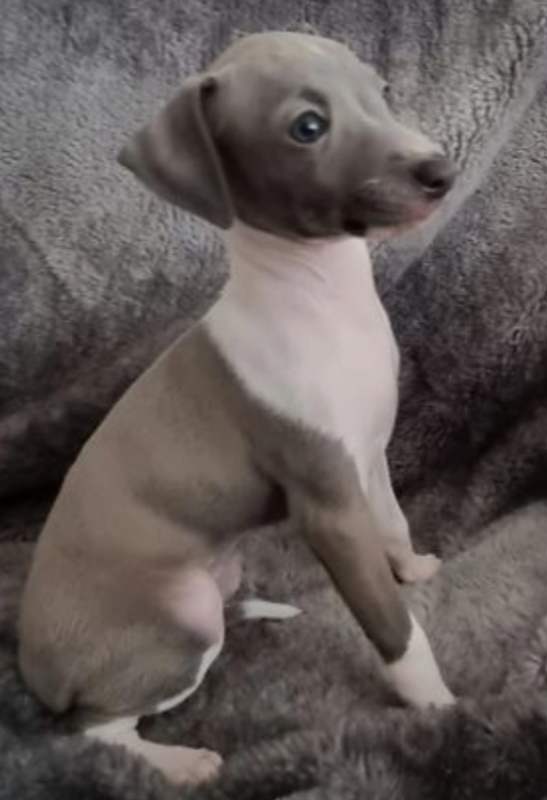 Italian Greyhound pups available Image eClassifieds4u