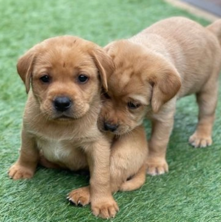 Labrador pups for adoption Image eClassifieds4u