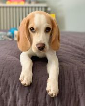 Beagle Puppies For Re-homing Image eClassifieds4U