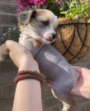 Chinese crested pups for sale Image eClassifieds4u 2
