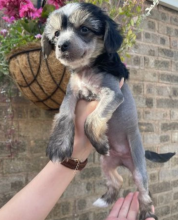 Chinese crested pups for sale Image eClassifieds4u 3
