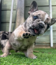 French Bulldog pups for sale Image eClassifieds4u 4