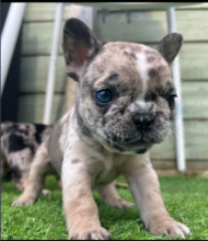French Bulldog pups for sale Image eClassifieds4u 3