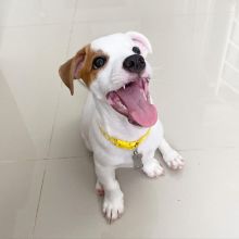 JACK RUSSEL PUPPIES AVAILABLE FOR FREE ADOPTION Image eClassifieds4U
