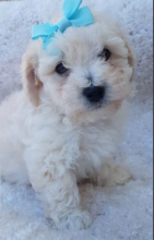 Maltipoo puppies available for sale Image eClassifieds4u 3