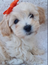 Maltipoo puppies available for sale Image eClassifieds4u 4