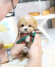 Maltipoo puppies available for sale Image eClassifieds4u 2