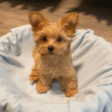 morkie puppies ready for adoption Image eClassifieds4U