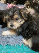 Morkie pups for sale Image eClassifieds4u 2