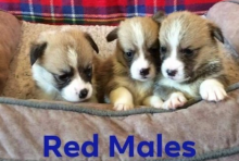 Pembroke Corgi puppies available Image eClassifieds4u 2