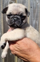 Pug puppies for sale Image eClassifieds4u 3