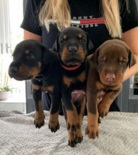 Top Quality Doberman Puppies! Image eClassifieds4u 1