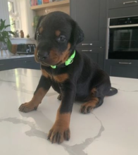 Top Quality Doberman Puppies! Image eClassifieds4u 2