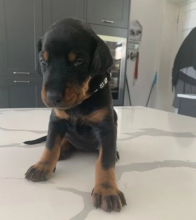 Top Quality Doberman Puppies! Image eClassifieds4u 3