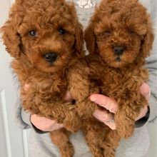 toy poodle puppies for adoption (stellajames1243@gmail.com) Image eClassifieds4u 1