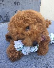 TOY POODLE PUPPIES READY TO GO TO THEIR NEW HOME Image eClassifieds4U