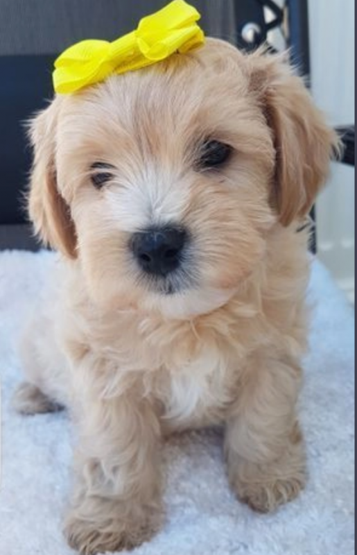 Maltipoo puppies available for sale Image eClassifieds4u