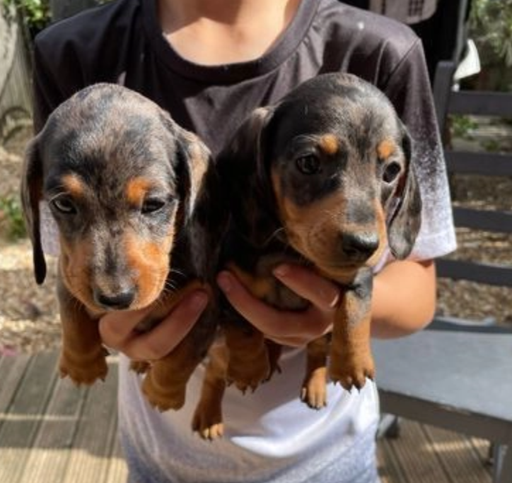 Miniature dachshunds pups for sale Image eClassifieds4u