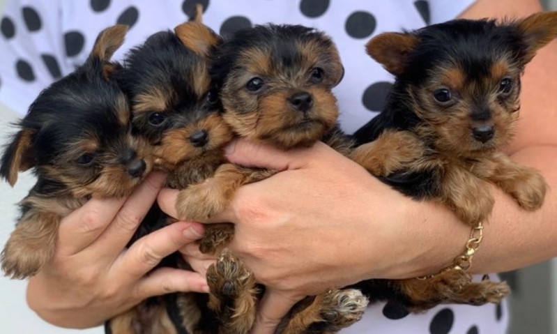 Miniature Yorkshire terrier Mini Image eClassifieds4u