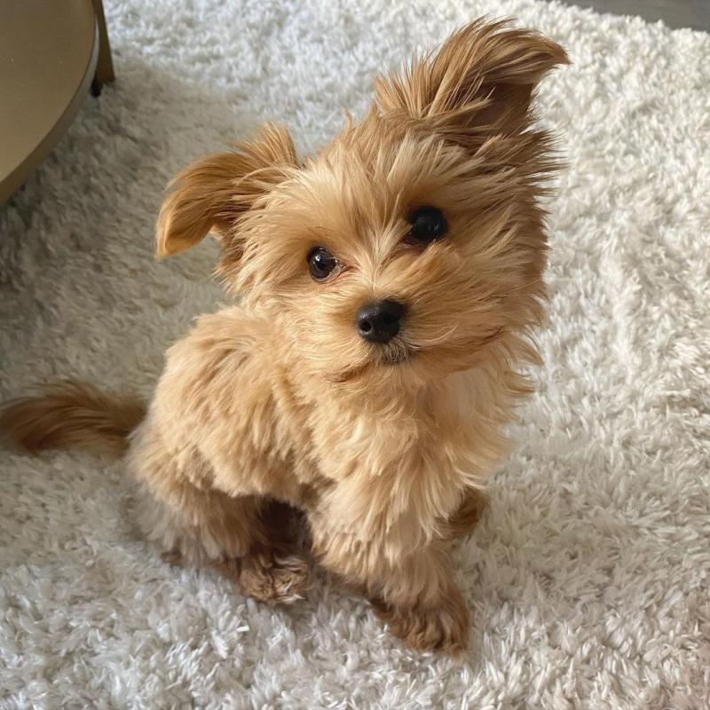 morkie puppies ready for adoption Image eClassifieds4u