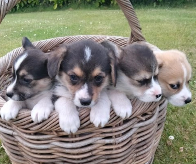 Pembroke Corgi puppies available Image eClassifieds4u