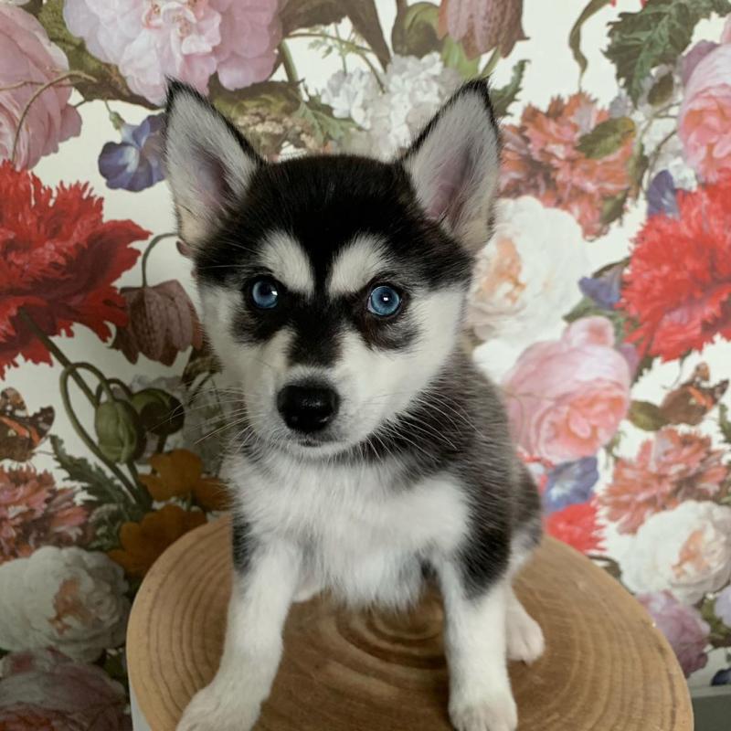 Pomsky Puppies Looking For Their Forever Home Image eClassifieds4u