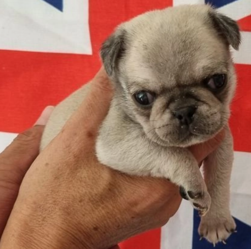 Pug puppies for sale Image eClassifieds4u