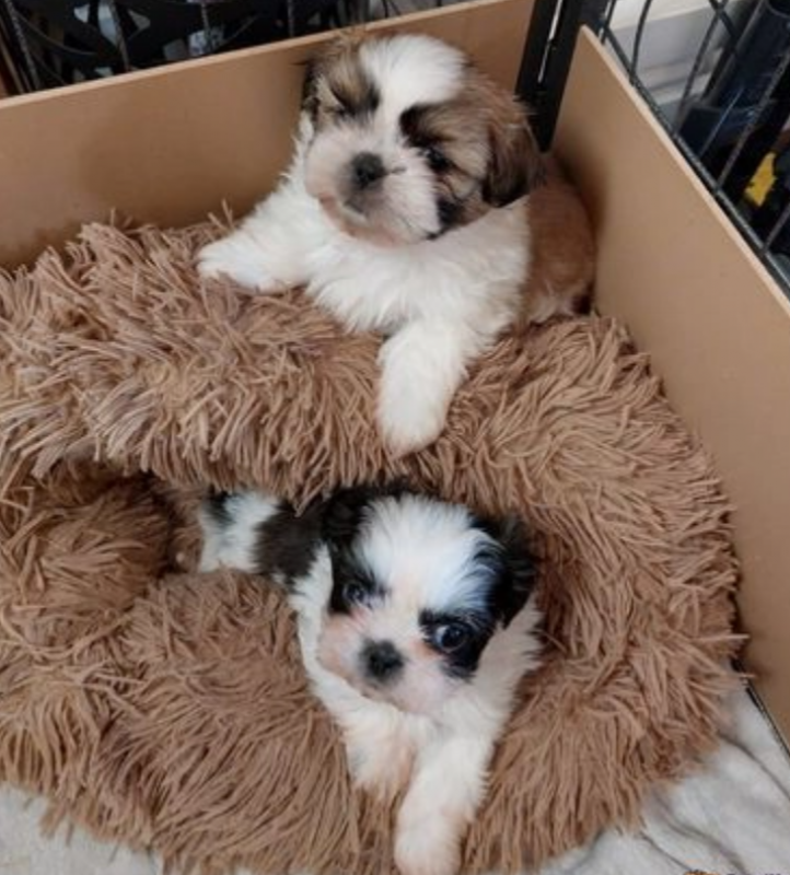 Shih tzu puppies available Image eClassifieds4u