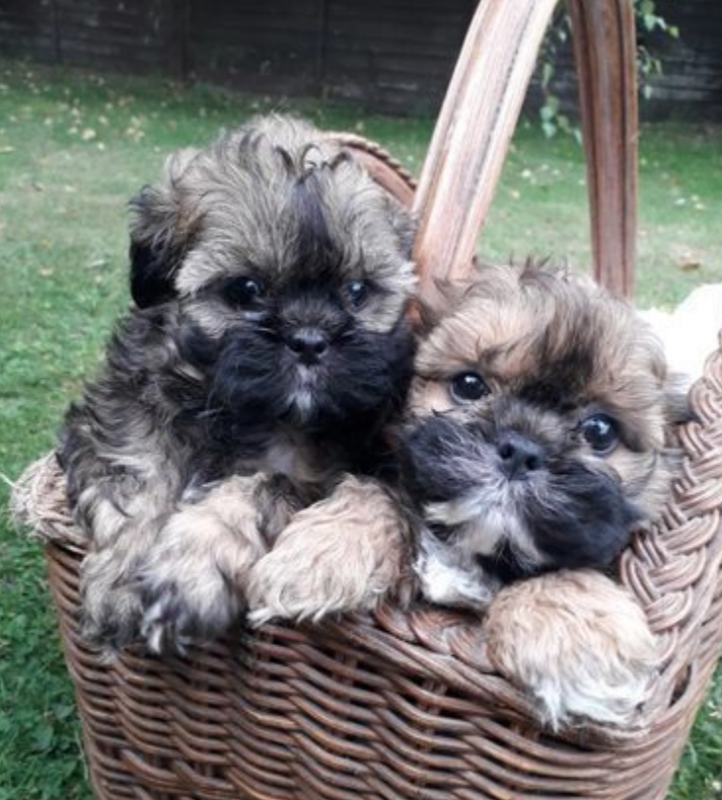 Shih tzu puppies available Image eClassifieds4u
