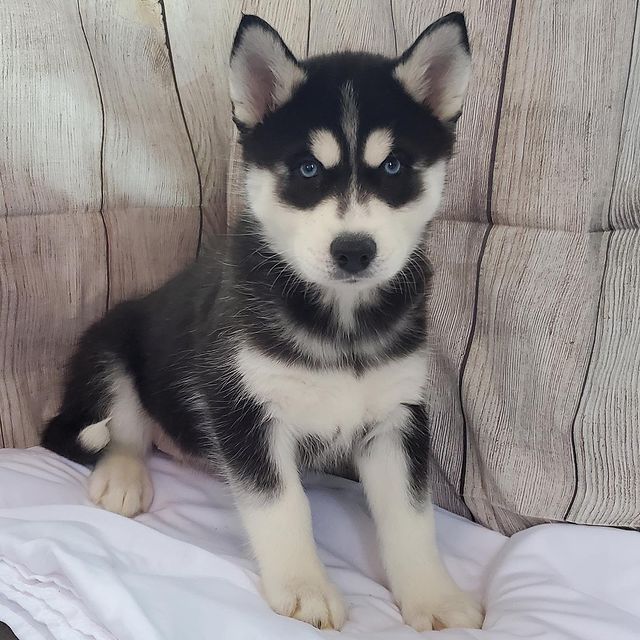 SIBERIAN HUSKY PUPPIES AVAILABLE FOR FREE ADOPTION Image eClassifieds4u
