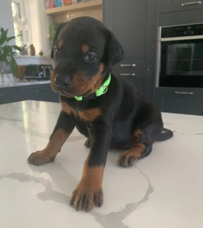Top Quality Doberman Puppies! Image eClassifieds4u