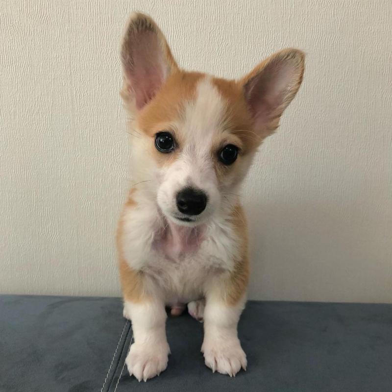 WELSH CORGI PUPPIES READY FOR ADOPTION Image eClassifieds4u