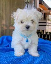 Adorable male and female Maltese puppies ready for adoption